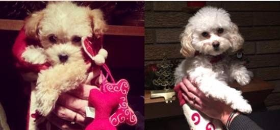 Maltipoo coat change cream to white